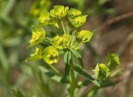 Leafy spurge